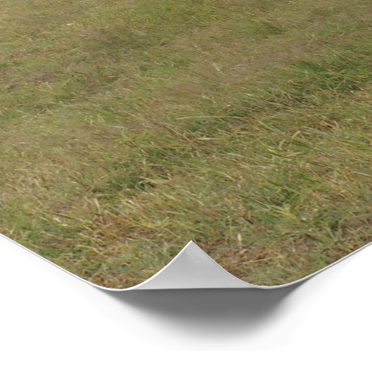 Poster Giraffe à Fossil Rim (Coin)