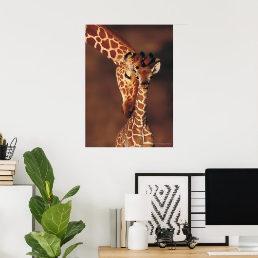 Poster Giraffe adulte avec veau (Giraffa camelopardalis) (Bureau à domicile)