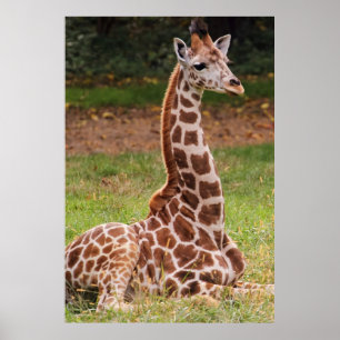 Poster Giraffe Animaux de la faune