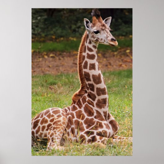 Poster Giraffe Animaux de la faune (Devant)