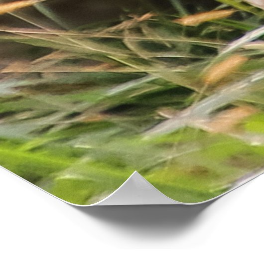 Poster Giraffe Animaux de la faune (Coin)