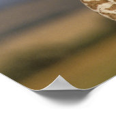 Poster Giraffe Baiser Bébé Giraffe (Coin)