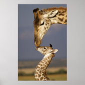 Poster Giraffe Baiser Bébé Giraffe (Devant)