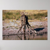 Poster Giraffe - Boire (Devant)