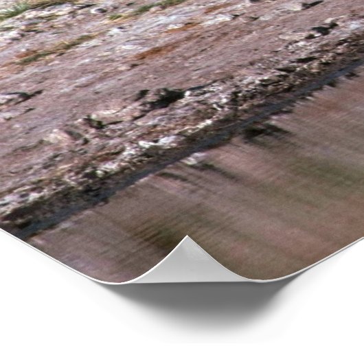 Poster Giraffe - Boire (Coin)