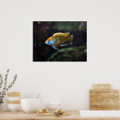 Poster Giraffe Cichlid (Cuisine)