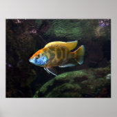 Poster Giraffe Cichlid (Devant)