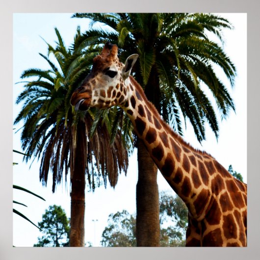 Poster Giraffe Drôle Qui Donne Une Framboise, (Devant)