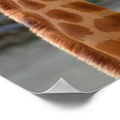 Poster Giraffe et son bébé (Coin)