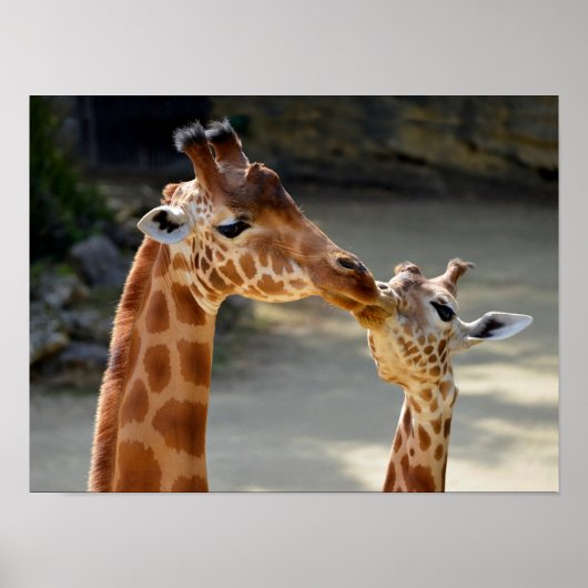Poster Giraffe et son bébé (Devant)