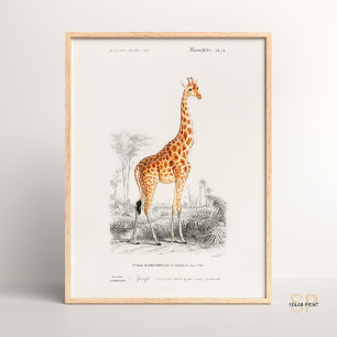 Poster Giraffe Giraffa Charles Dessalines D Orbigny Impri