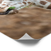 Poster Giraffe Grass mangeur (Coin)