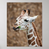 Poster Giraffe Grass mangeur (Devant)
