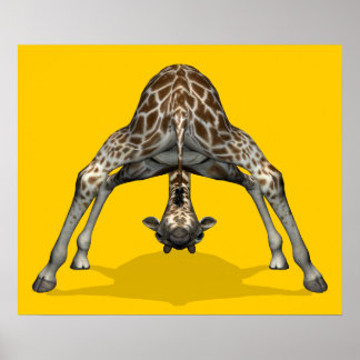 Poster Giraffe gymnastique
