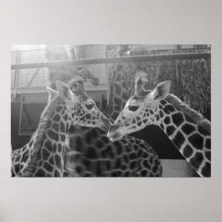 Poster Giraffe Love