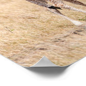 Poster Giraffe Mère et bébé au Kenya (Coin)