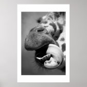 Poster Giraffe n° 1 (Devant)