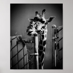Poster Giraffe Photograph - Vintage Style