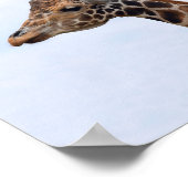Poster Giraffe Portrait Photo 106 (Coin)