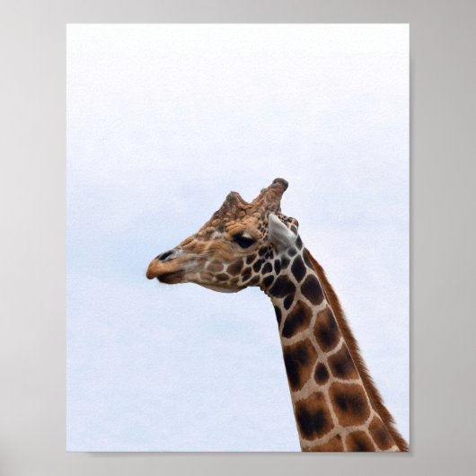 Poster Giraffe Portrait Photo 106 (Devant)