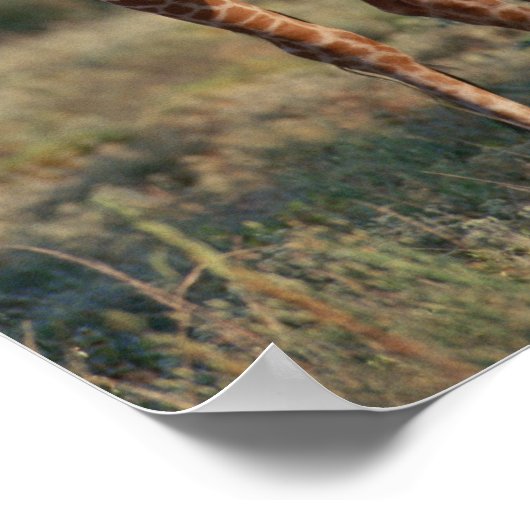 Poster Giraffe réticulée 2 (Coin)