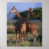 Poster Giraffe réticulée 2 (Devant)