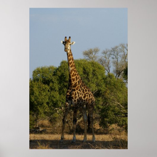 Poster Giraffe sud-africaine (Devant)