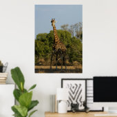 Poster Giraffe sud-africaine (Bureau à domicile)