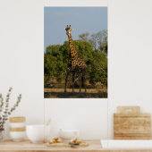 Poster Giraffe sud-africaine (Cuisine)