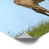 Poster Giraffe Twins (Coin)