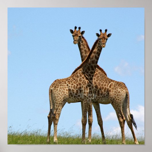 Poster Giraffe Twins (Devant)