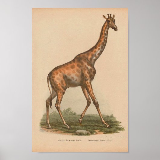 Poster Giraffe vintage Art animal Imprimer Histoire natur (Devant)