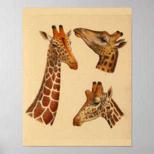 Poster Giraffe vintage Art animal Imprimer Histoire natur