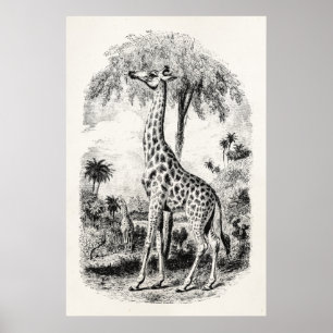 Poster Giraffe vintage Illustration d'animal personnalisé