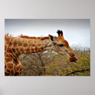Poster Giraffe Zulu Nyala Game Reserve Afrique du Sud
