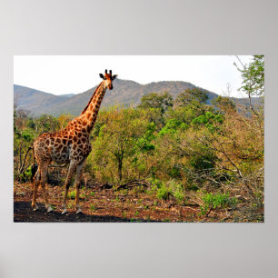 Poster Giraffe Zulu Nyala Game Reserve Afrique du Sud