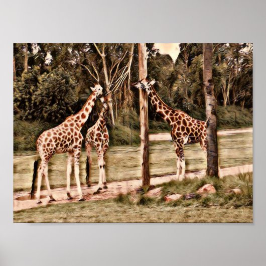 Poster Giraffes (Devant)
