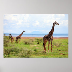 Poster Giraffes