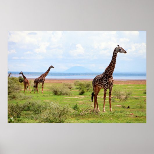 Poster Giraffes (Devant)