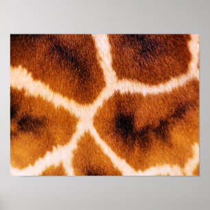 POSTER GIRAFFES