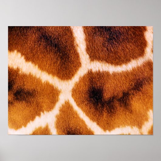 POSTER GIRAFFES (Devant)