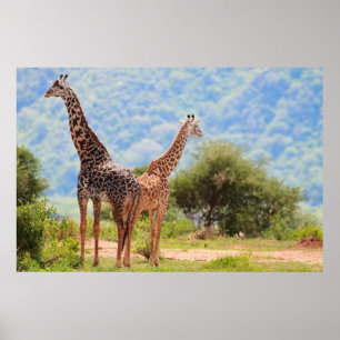 Poster Giraffes