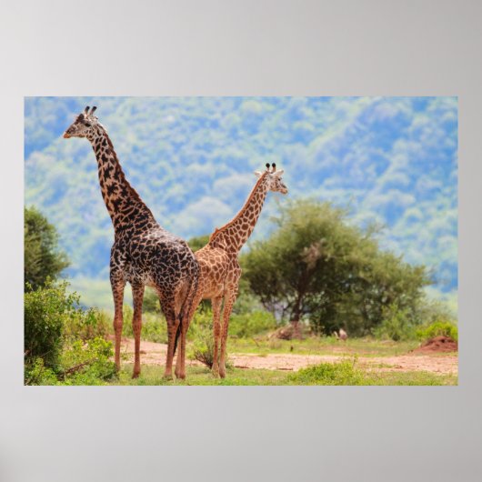 Poster Giraffes (Devant)