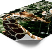 Poster Giraffes (Coin)