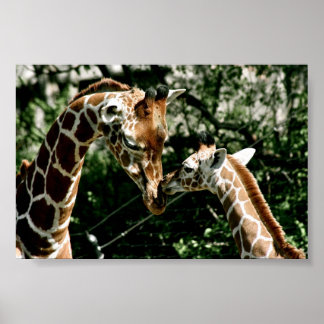Poster Giraffes