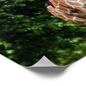 Poster Giraffes accablé (Coin)