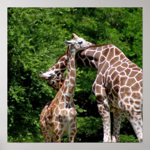 Poster Giraffes accablé