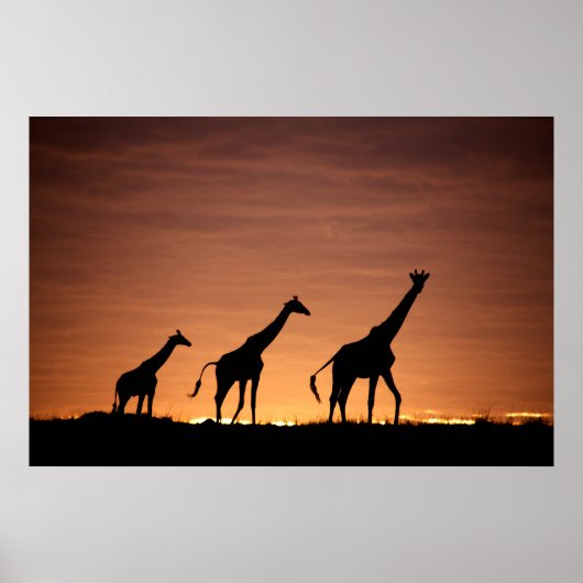 Poster Giraffes at Sunset (Devant)