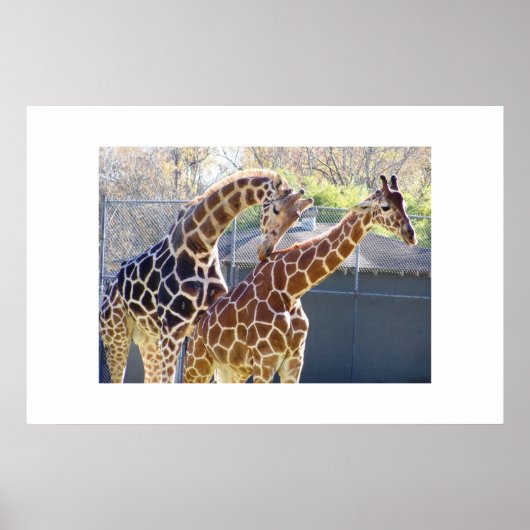 Poster Giraffes en amour (Devant)