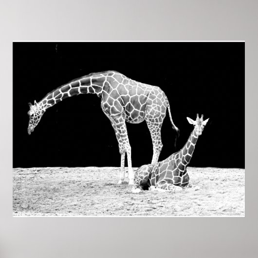 Poster Giraffes en noir et blanc (Devant)